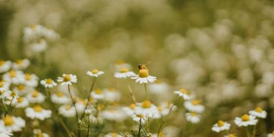 Apigenina: El flavonoide que puede transformar tu salud y bienestar